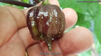 Purple Reaper - Pepper Seeds - White Hot Peppers